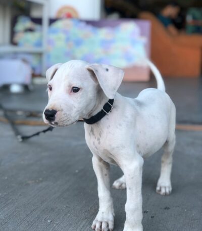Nearby Doggo Argentino Puppy