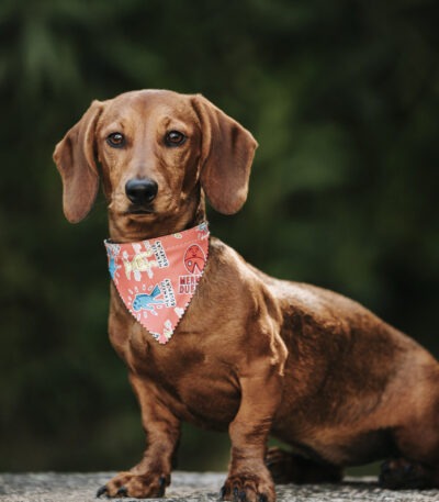 Nearby Brown & Tan Dachshund puppy