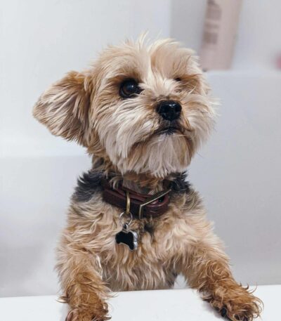 Nearby Yorkshire Terrier Puppy