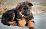 German Shepherd Puppy | Red and Black
