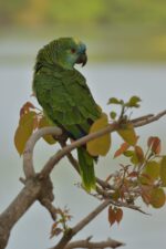Nearby Blue Crown Amazon | Exotic Parrot - Image 3
