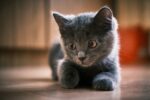 Russian Blue Cats & Kittens
