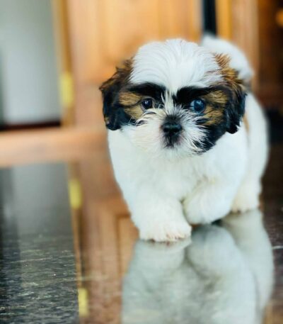 Tri Color Shih Tzu