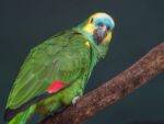 Nearby Blue Crown Amazon | Exotic Parrot - Image 6