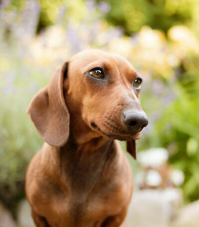 Nearby Dachshund Puppy | Chocolate & Tan