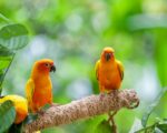 Sun Conure