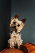 Nearby Yorkshire Terrier Puppy - Image 2