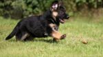 German Shepherd Puppy | Red and Black