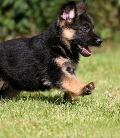 German Shepherd Puppy | Red and Black