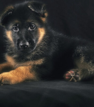 Red and Black German Shepherd
