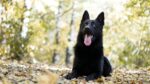 Black German Shepherd
