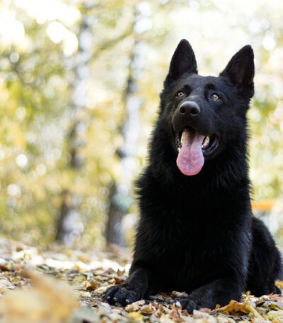 Black German Shepherd