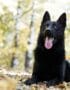 Black German Shepherd