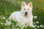 Nearby German Shepherd | White