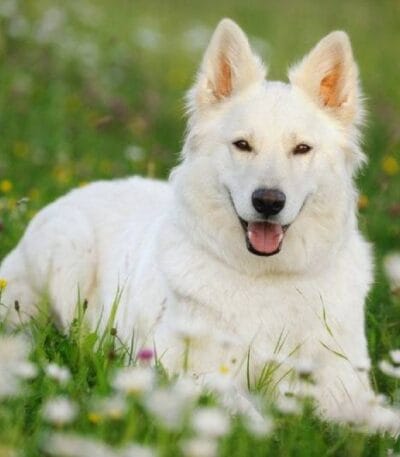 Nearby German Shepherd | White