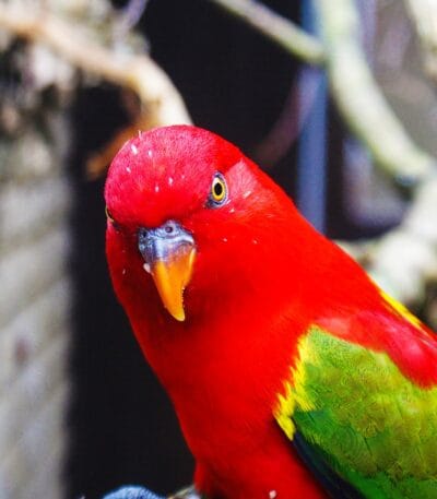Chattering Lorikeet