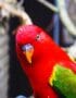 Chattering Lorikeet