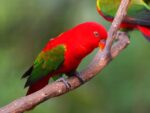Red Lorikeet