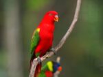 Red Lorikeet