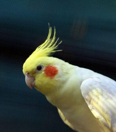 Lutino Cockatiel