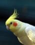 Lutino Cockatiel