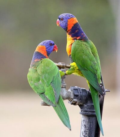 Red collared Lorikeet
