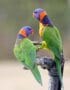 Red collared Lorikeet