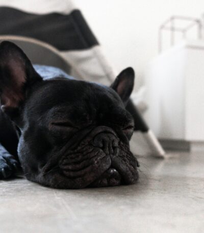 Nearby Black French Bulldog puppy