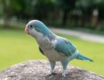 Blue Monk | Blue Quaker Parrot