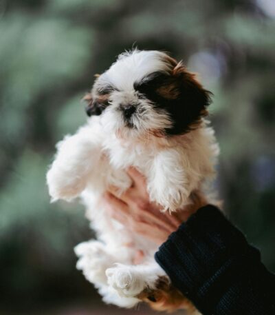 Black Shih Tzu