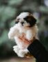 Black Shih Tzu