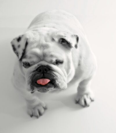 English Mastiff puppy