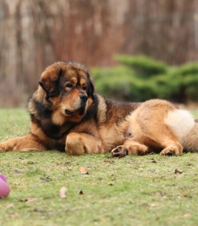 Tibetan Mastiff