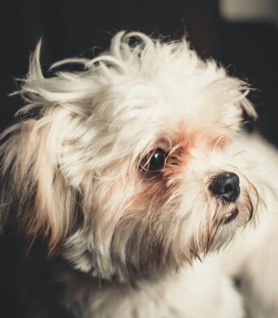White Shih Tzu